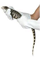 gants protection reptile